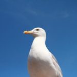 anyopd