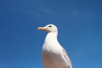 anyopd