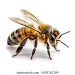 cozrdbth7