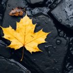 看电影网址:畅享高清影视资源的最佳选择与推荐 rch32